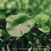 SKIN1004  Bloqueador Solar. Madagascar Centella Air-Fit Suncream Light 50ml SPF30 PA++++