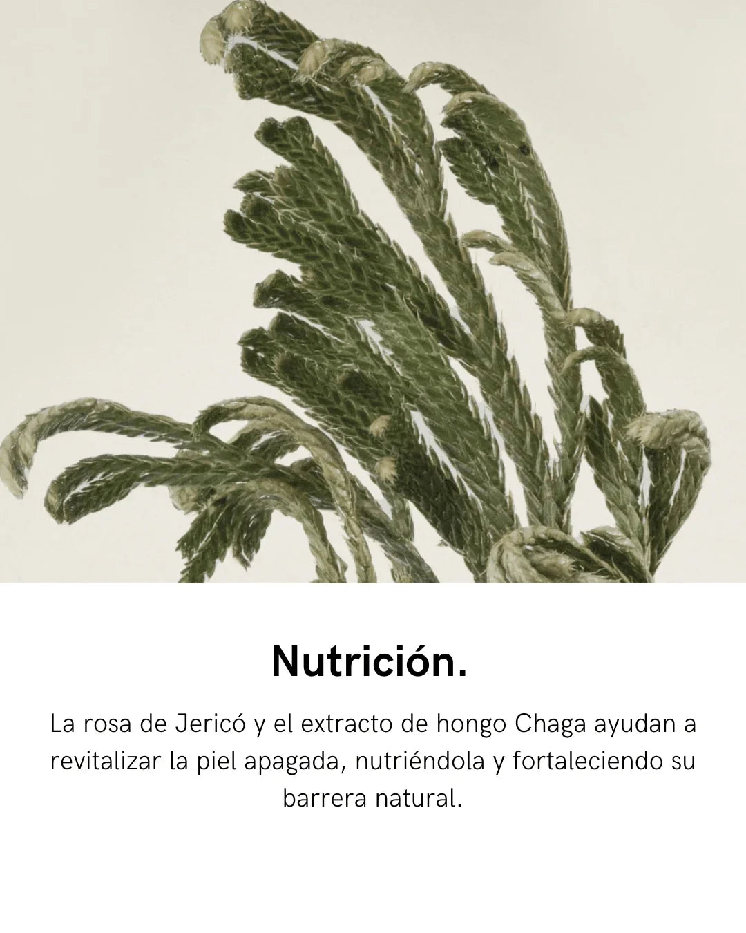 ABIB | Crema Jericho Rose Crème Nutrition Tube – 75 ml - Haru Skin Haru Skin