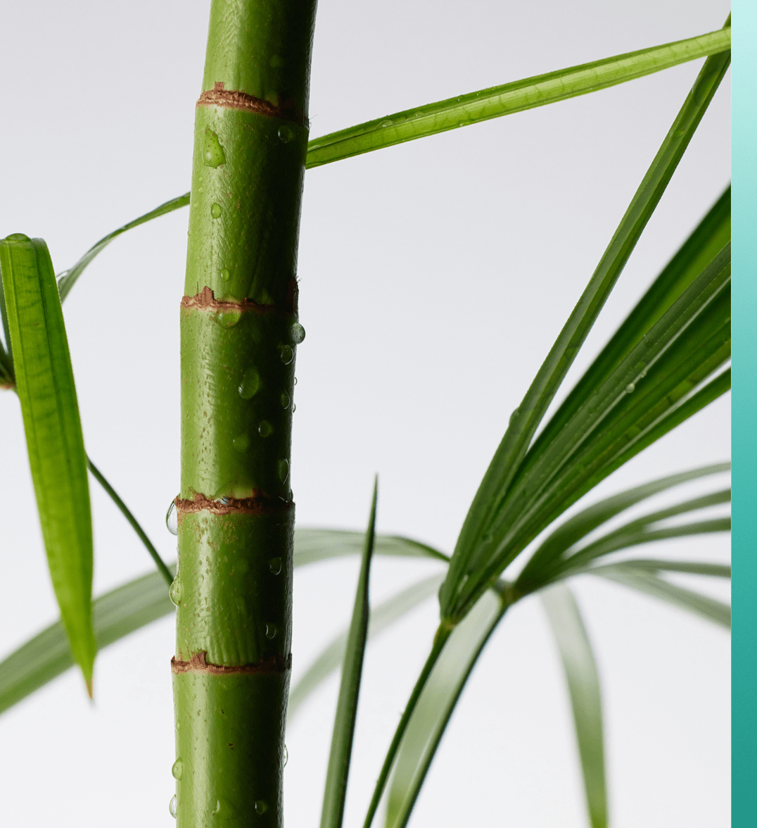 PURITO SEOUL | Hidratante. Mighty Bamboo Panthenol Cream – 100ml - Haru Skin Haru Skin