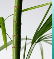 PURITO SEOUL | Hidratante. Mighty Bamboo Panthenol Cream – 100ml - Haru Skin Haru Skin